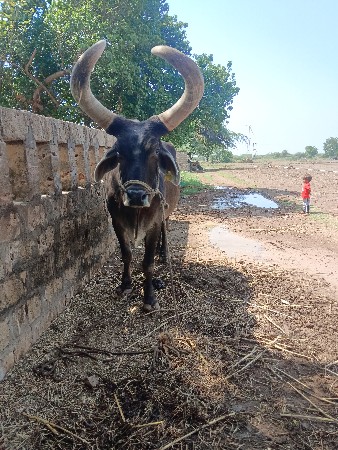 બળદ વહેંચવા નો છે