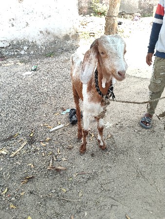 2 bakri che