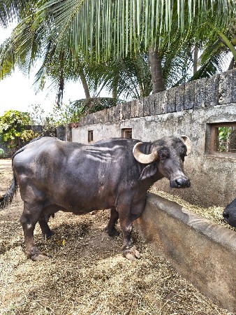 🐃 ભેંશ વેચવાની છે 🐃