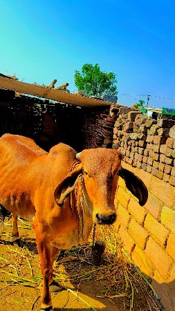 વાસડી બેસવાની સે