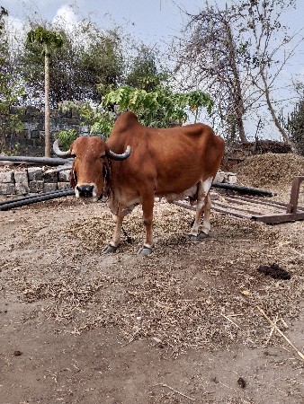 ગીર ગાય