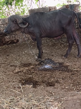 પાડો  વેચવાનું  છે