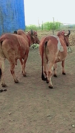 જામનગર જિલ્લો ભાણવડ તાલુકો