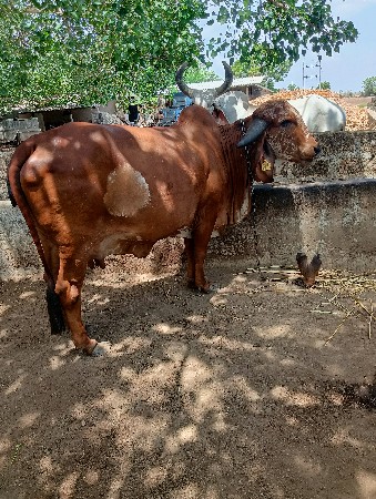 ગાયવેશવાનીછે