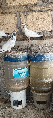 સરનપુરી જોડ