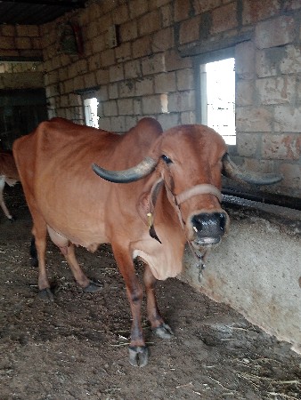 ગીર ગાય વેચવાની છે