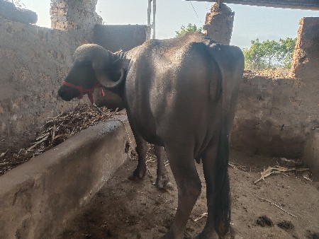 બે ભેંસ વેચવાનીસે