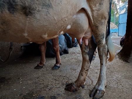 ગાય વેસવાનીછે