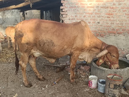 son kapila