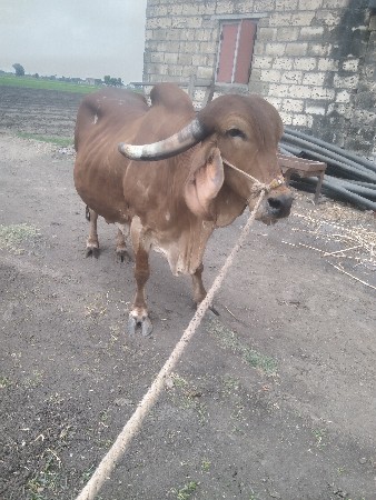 ગાય વેચવાની સે
