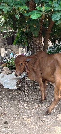 વાછડો