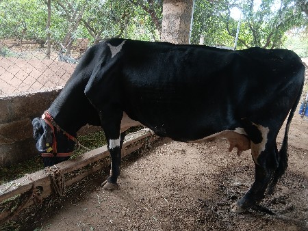 ગાય વેચવાની છે