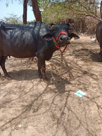 2જુ વેતર 5ડી ની કાચી