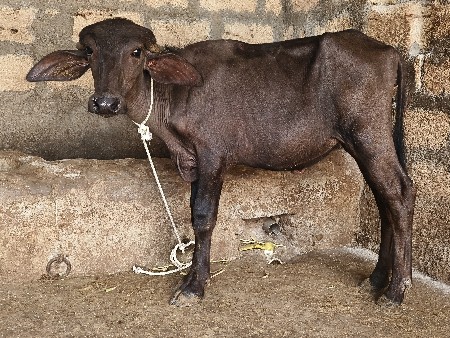 પાડી વેચવાની છે