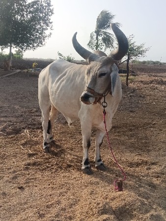 ગોઢલો વેશવાનો છે