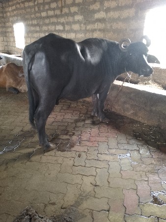 ભેંસ વેચવાની છે