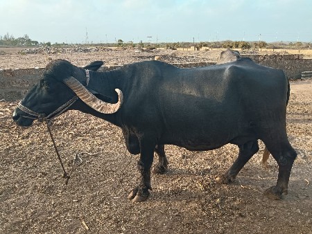 ભેંશ વેચવાની સે