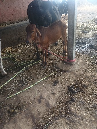 ગાય વેસવાની છે
