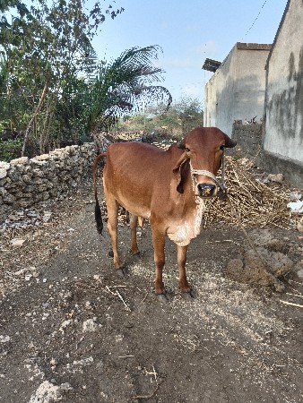 ગાયવેસવાનીસે