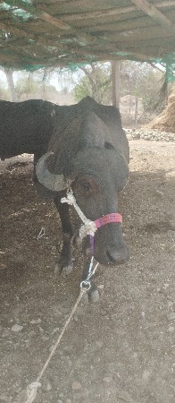 ખળેલી વેચવાની છે