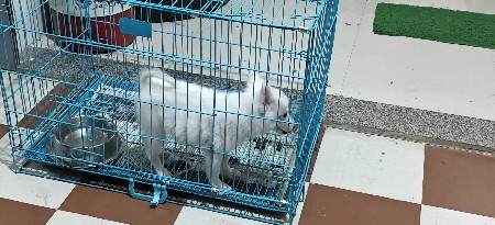 pomeliyan female puppy