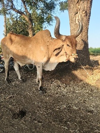 બરધ વેશવાનોછે