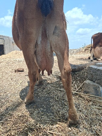 ગીરસોન કપીલા ગાય વેચવાની છે