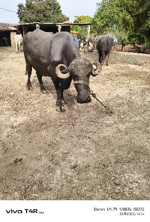 ભેસ
