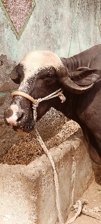 ભેસ