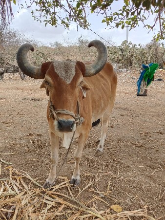બળદ વેચવાના છે ચાર વાવની વાવેલા