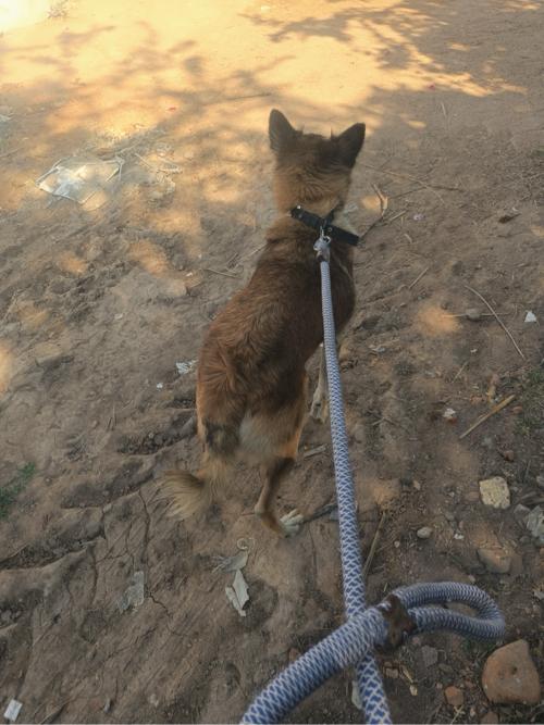 Male dog che , farm ke khetr mate kam no che ane same nanu labrador hoy to levanu che