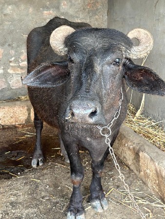 પેલુવે સાત મહિનાની ગાભ