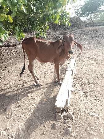 ઞીર.વાછડી.