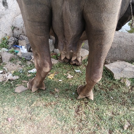 ભેંસ
