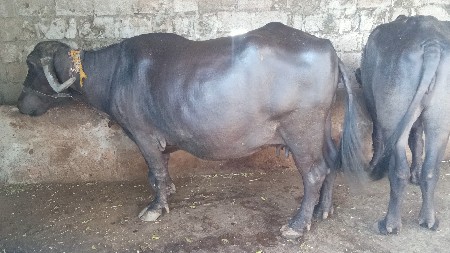 ભેંસ વેચવાની છે