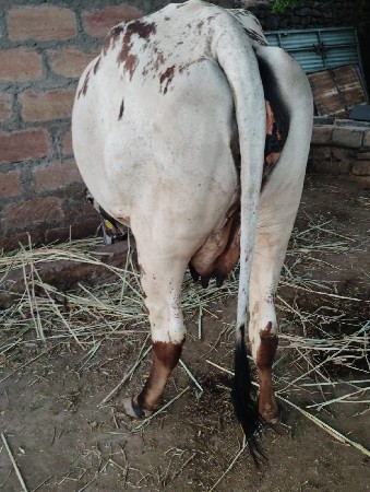 ગાય