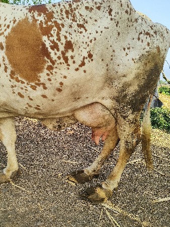 ગાય વેચવાની છે
