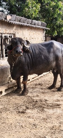 ભેંસ વેશવા ની છે