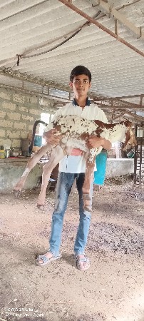 ગાયો નો તબેલો વેચવાનો છે