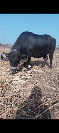 ૫ મયનાનો ઘાભ