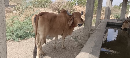 બે ગાયું વેસવાનિ છે