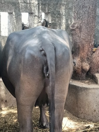 ભેંસ વેચવાની છે