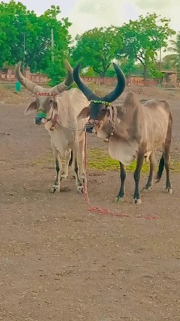 બીજી ત્રીજીમાં છે વેચવાના છે ફુલ