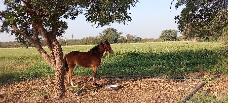 વછેરી વેચવા ની છે