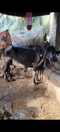 ભેસ વેચવાની