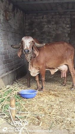 ગીર ગાય વેચવાની છે