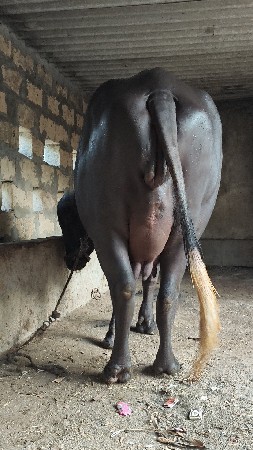 sanj savar she