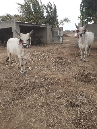 વેચવાની છે