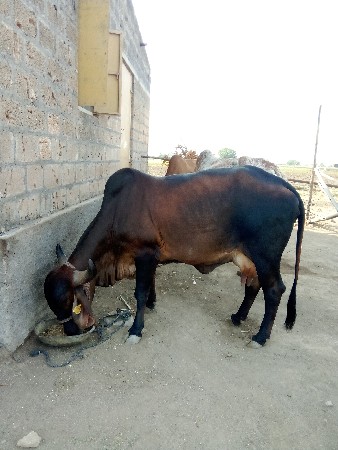 ગાઈ