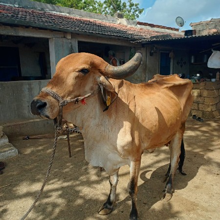 ગાયવેશવાનીછે